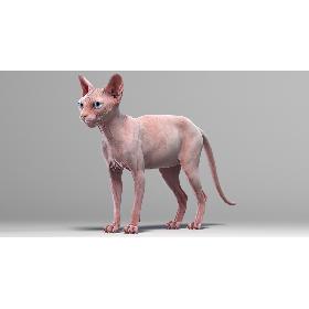 Sphynx Cat (2) 3D model
